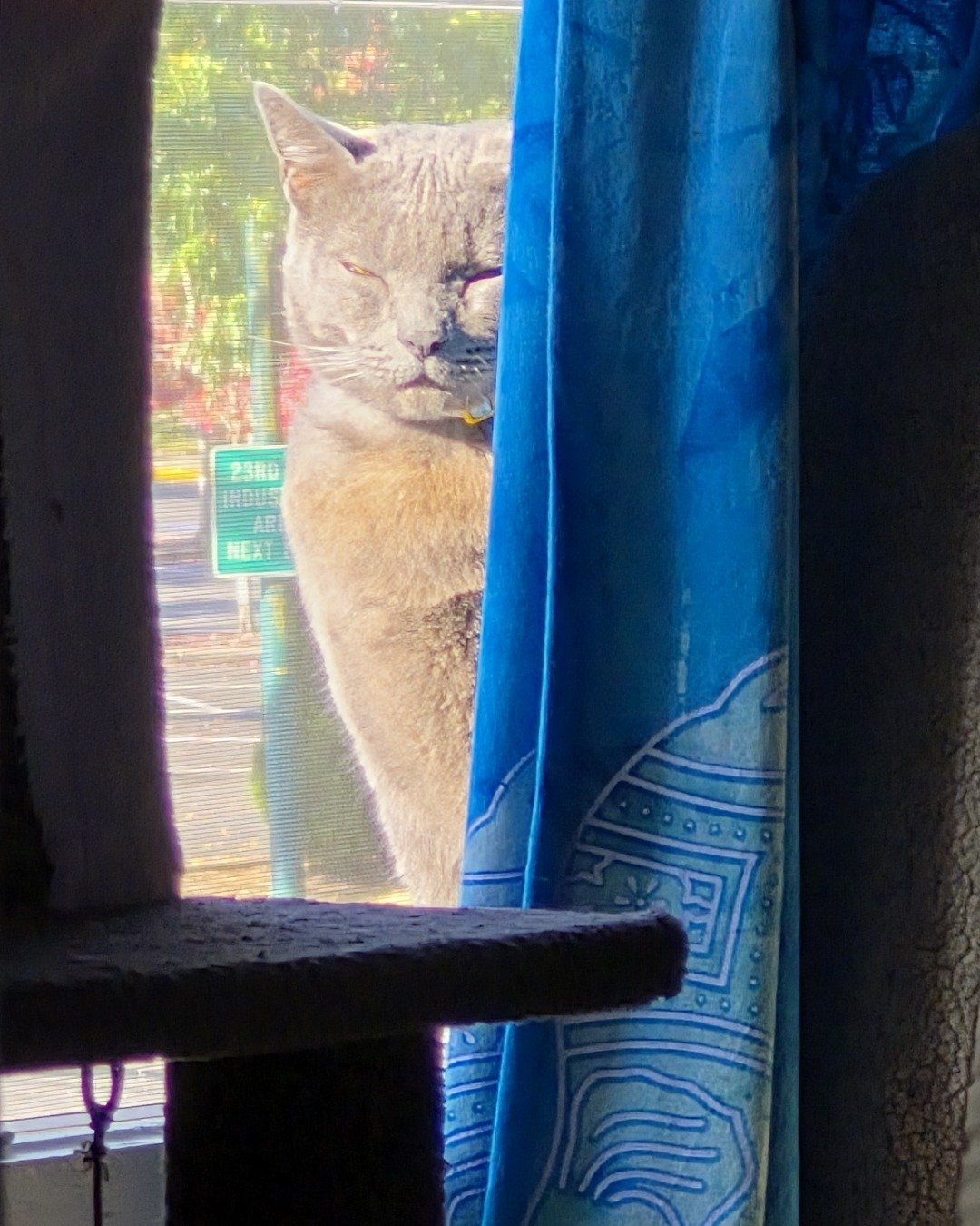 tinkerbell the blue russian. Curtain, Cat, Abyssinian