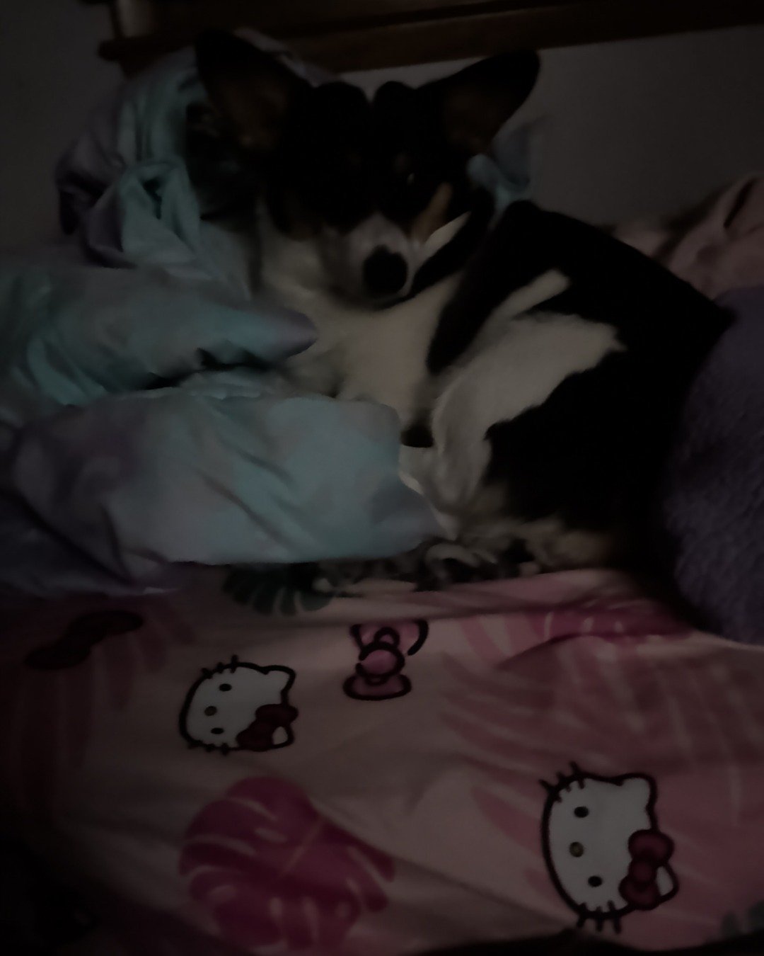 hazel the Paran Brook Corgi. Dog, Puppy, Blanket, Cushion, Home Decor, Furniture