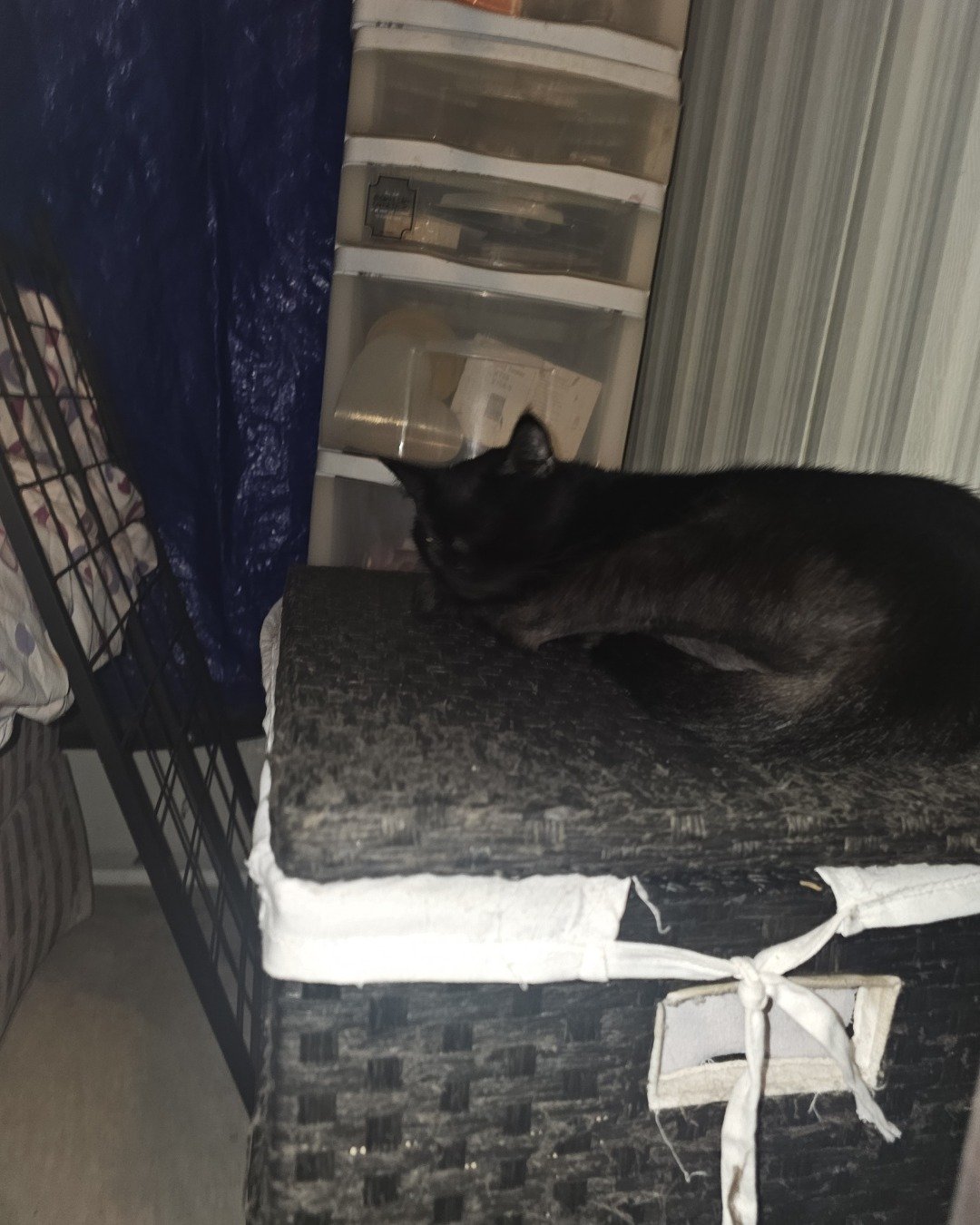 precious the idk. Furniture, Cat, Indoors