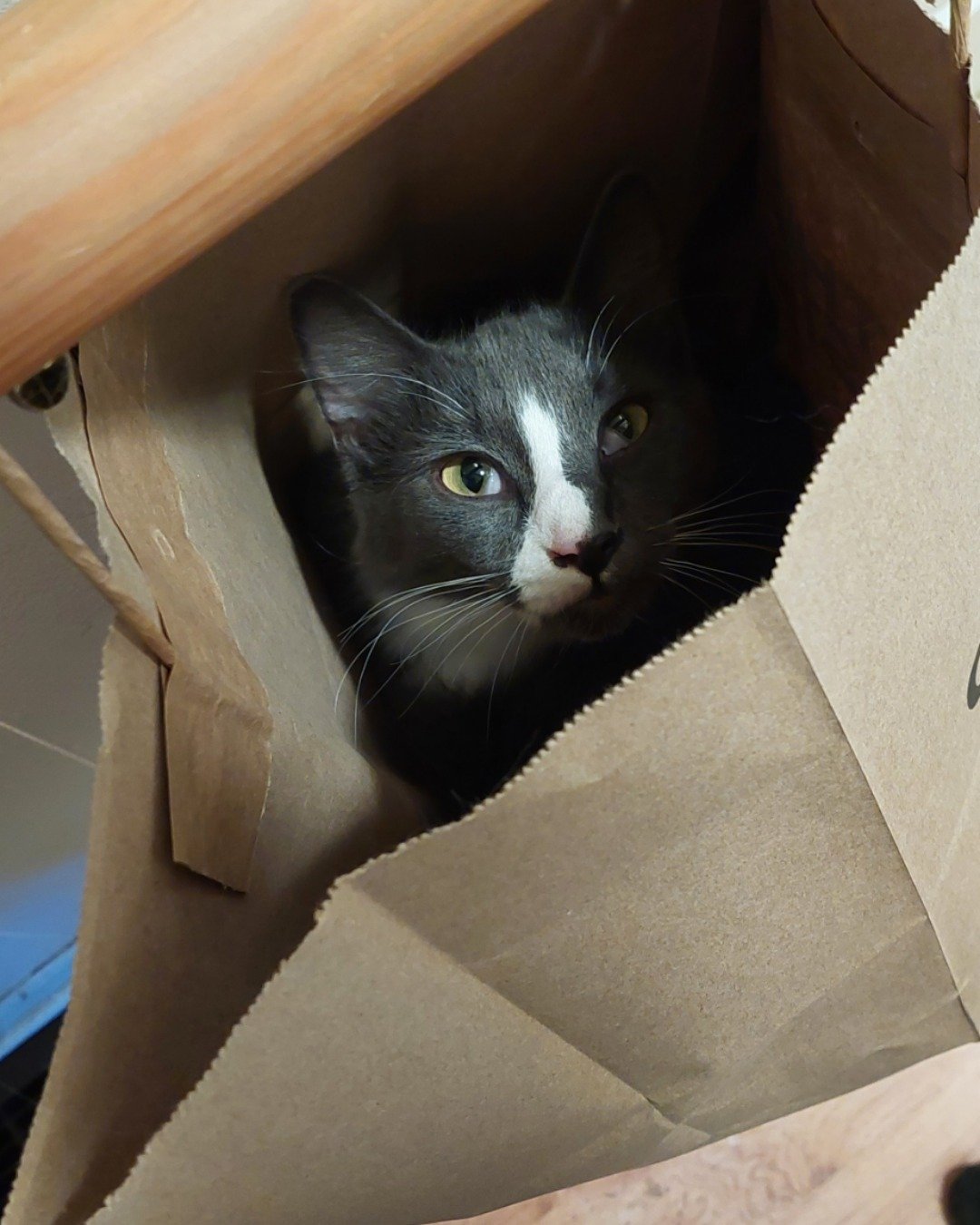 Trouble. Box, Cat, Kitten