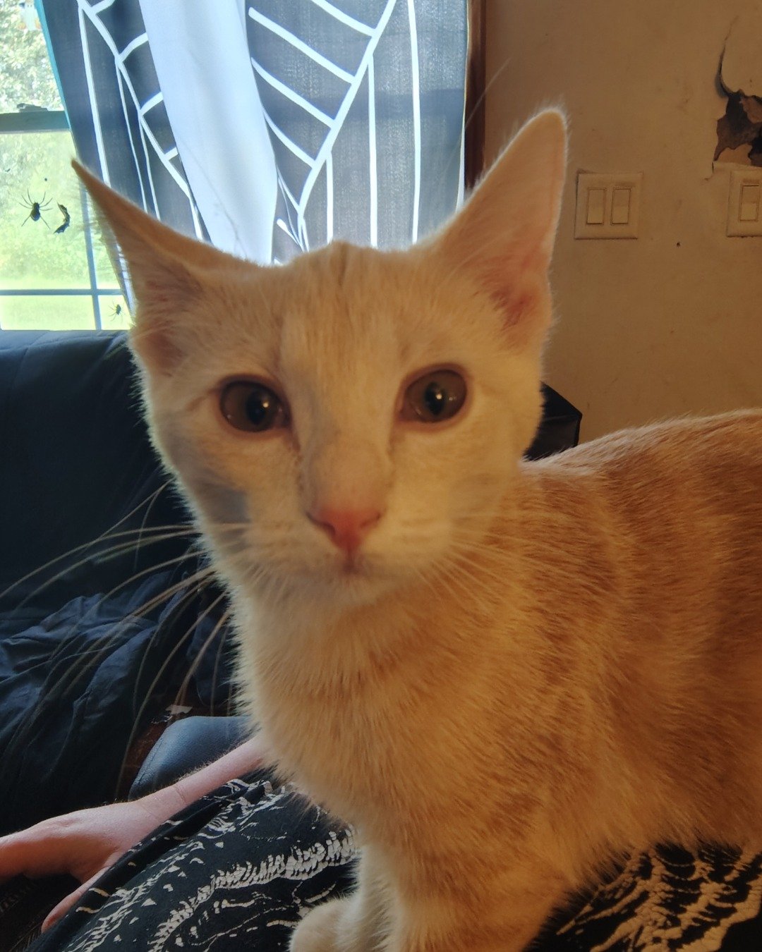 Aphrodite the orange kitty. Abyssinian, Cat, Kitten, Electrical Device, Switch