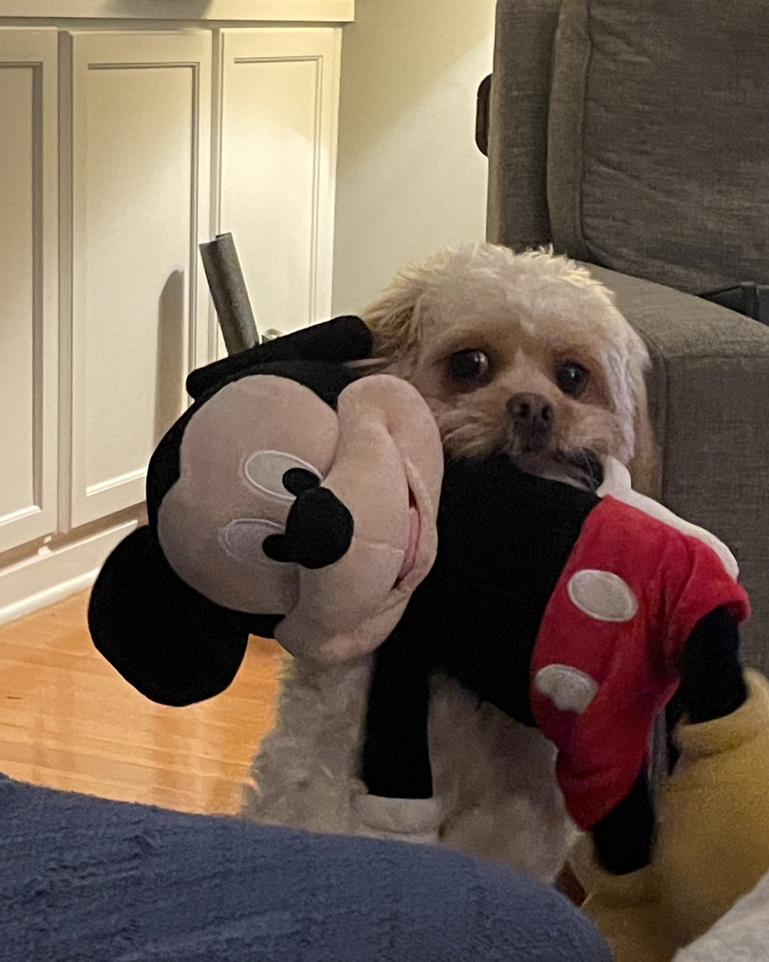 Chewie the Peekapoo — Couch, Furniture, Cushion, Home Decor, Dog, Puppy