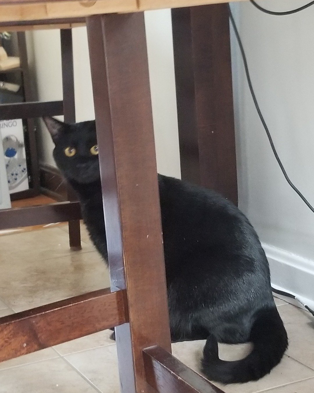 🎃Pumpkin🦇 the Black shorthair mutt. Cat, Black Cat