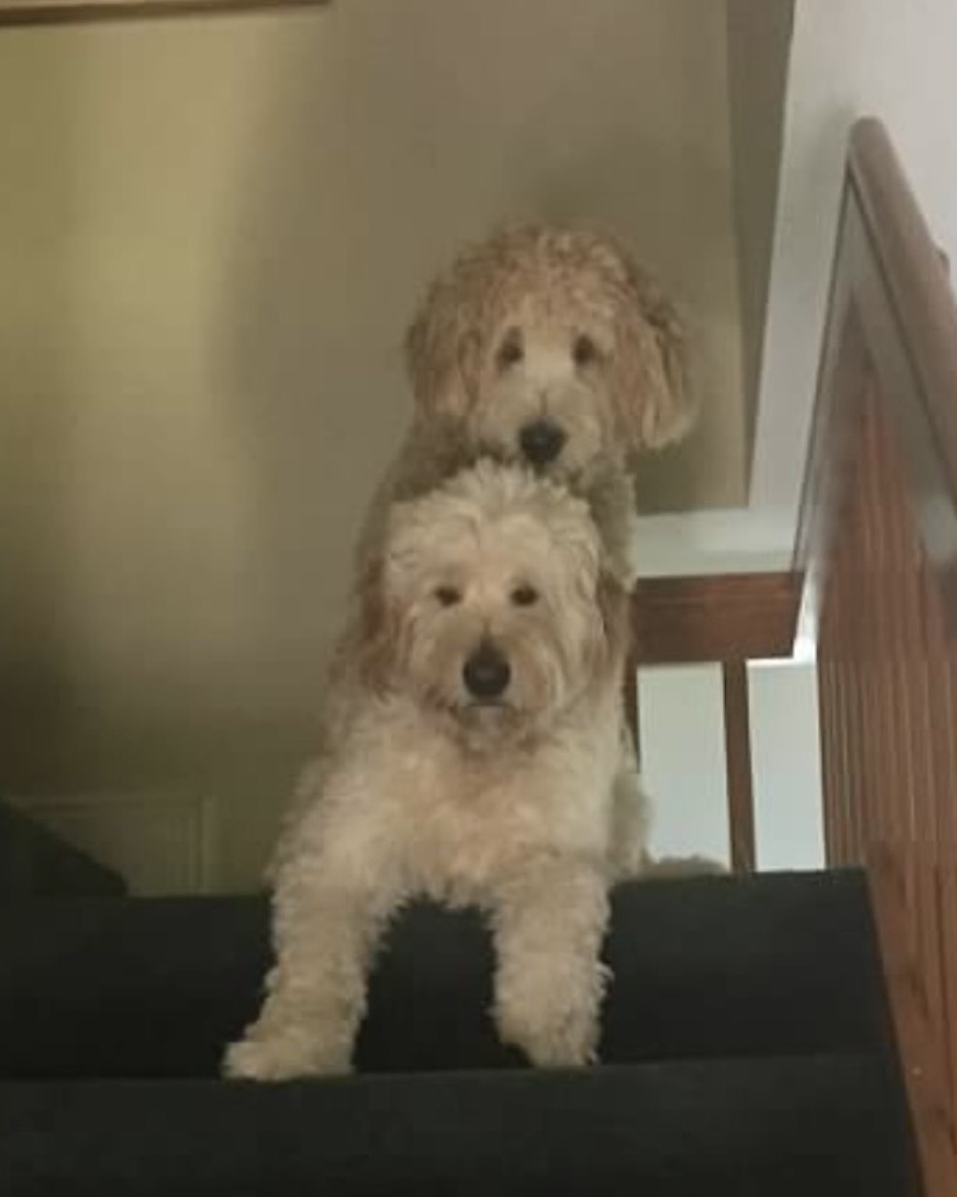 Bria the Goldendoodle — Dog, Poodle, Puppy