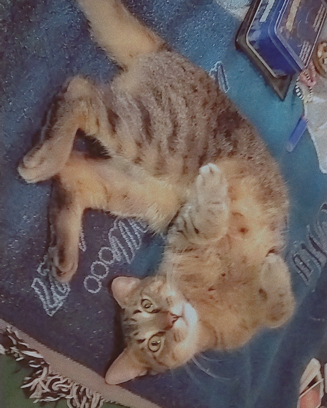 Sebby the Grey stripped tabby. Cat, Kitten, Abyssinian, Manx, Person, Sleeping