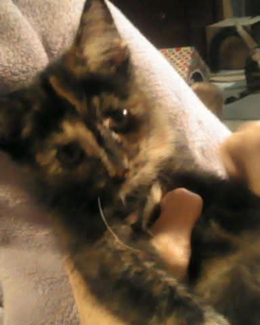 Gizmo. Cat, Kitten, Dog
