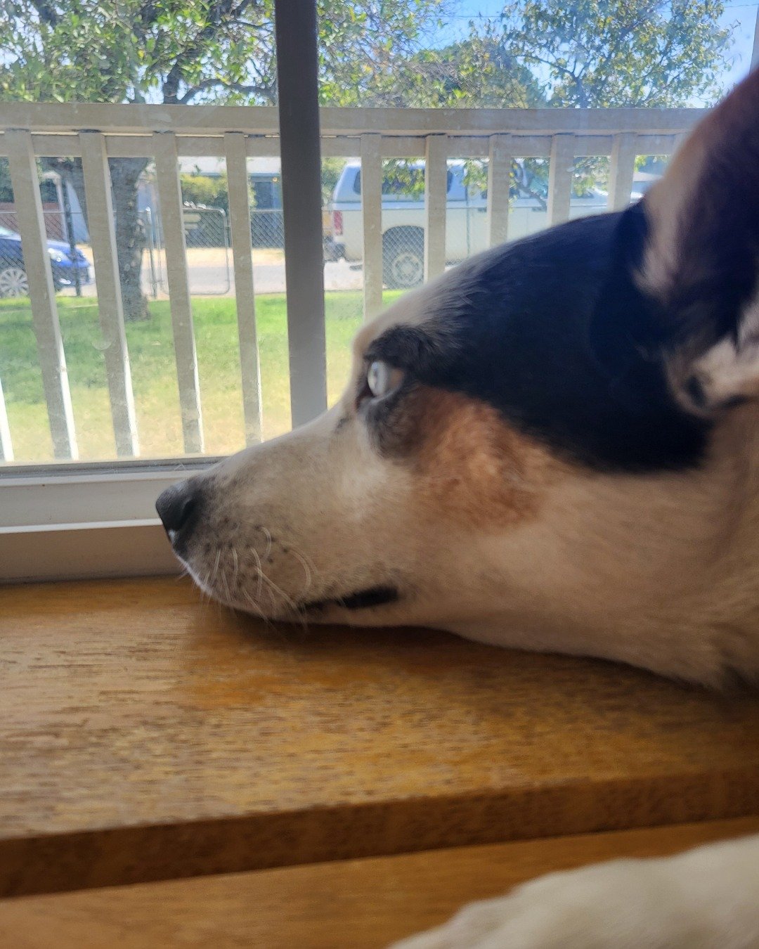 Billy the 1/4 Chihuahua 3/4 Queensland healer. Indoors, Interior Design, Wood, Dog, Puppy, Architecture