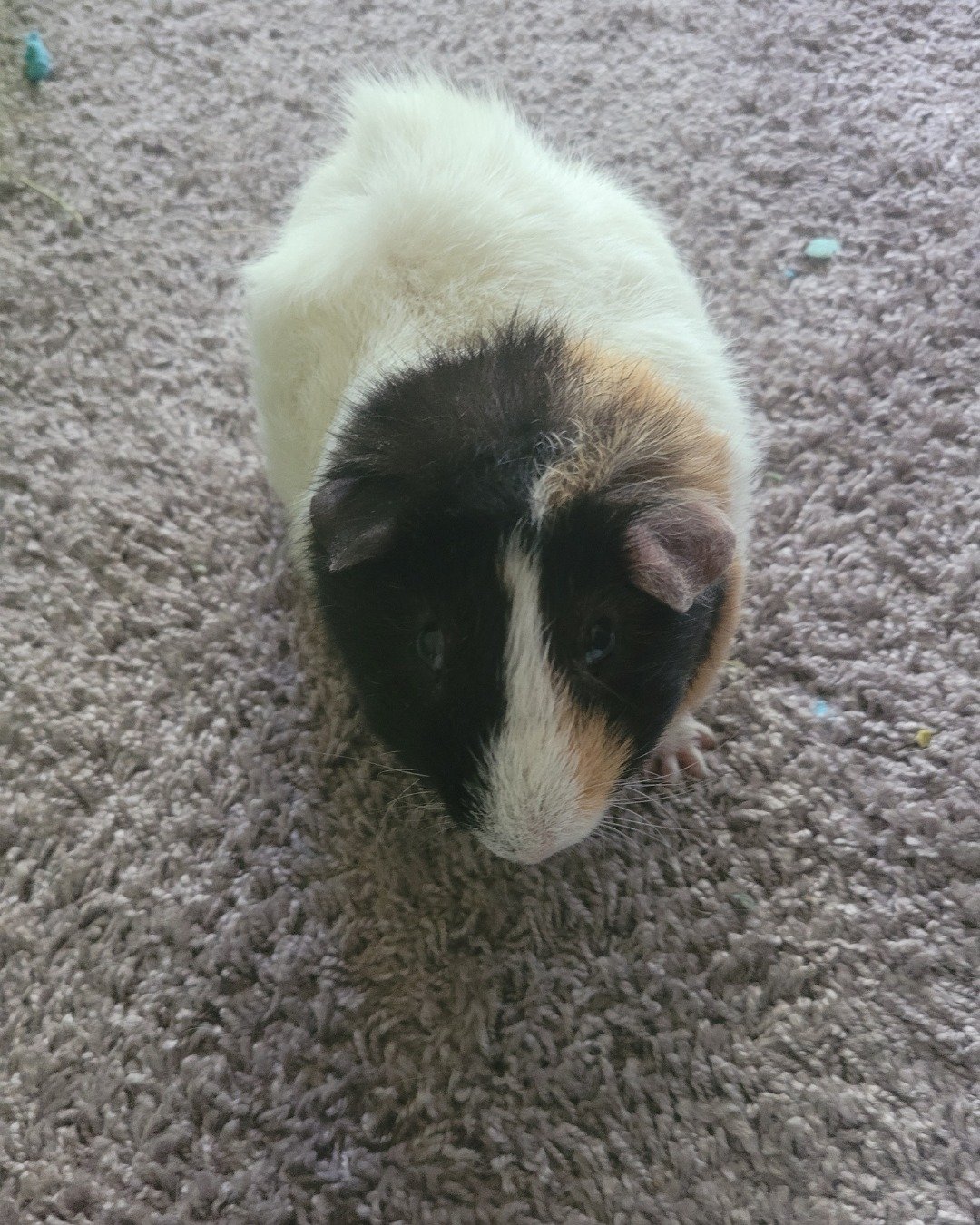 Foofy the tri-color domestic. Rat, Rodent, Dog, Puppy