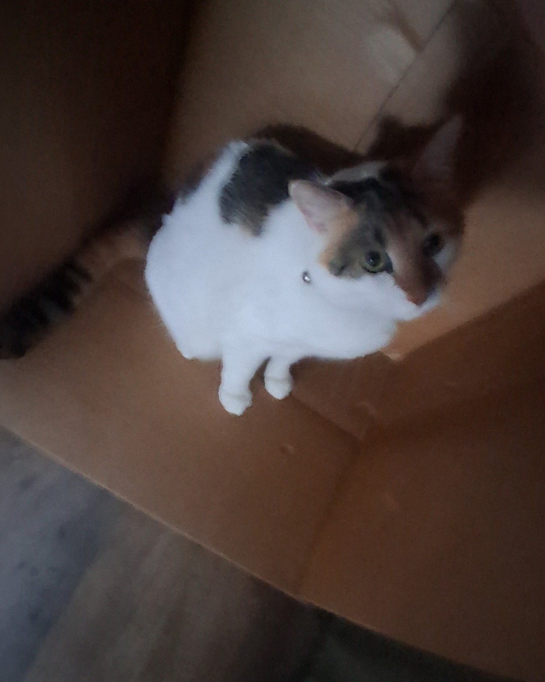 Callie the Calico maincoon. Couch, Furniture, Cat, Kitten, Person, Sleeping