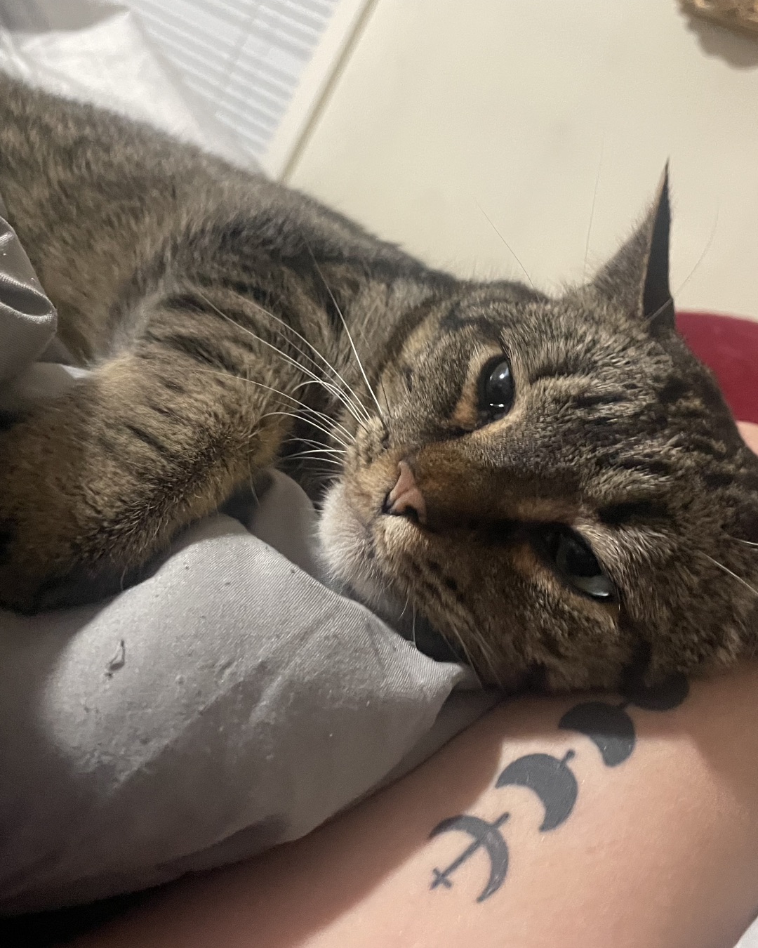 ReyRey. Person, Skin, Tattoo, Cat, Abyssinian