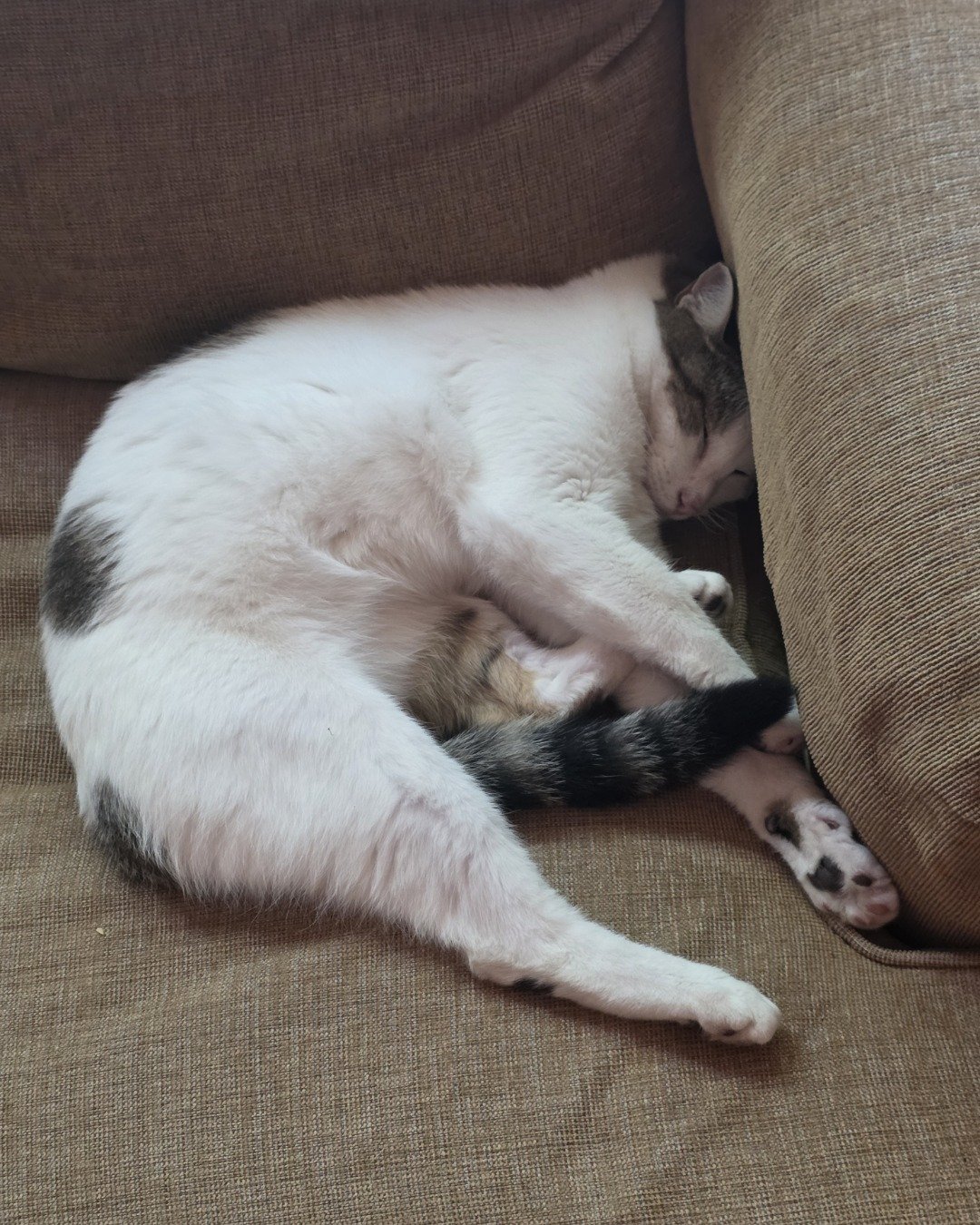 Rascal. Couch, Furniture, Person, Sleeping, Home Decor, Cat