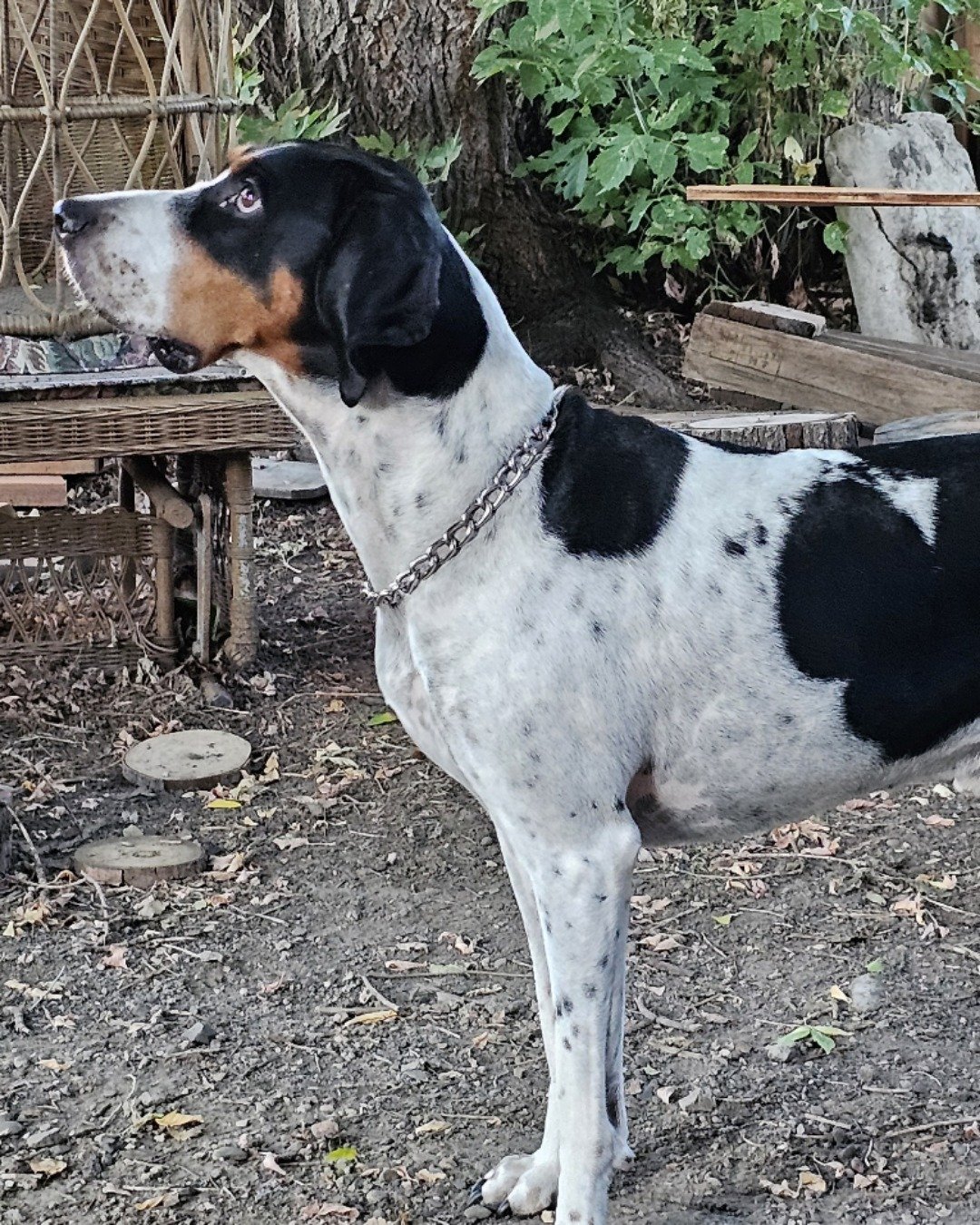 Buddy the Treeing Walker Coonhound. Dog, Pointer, Hound