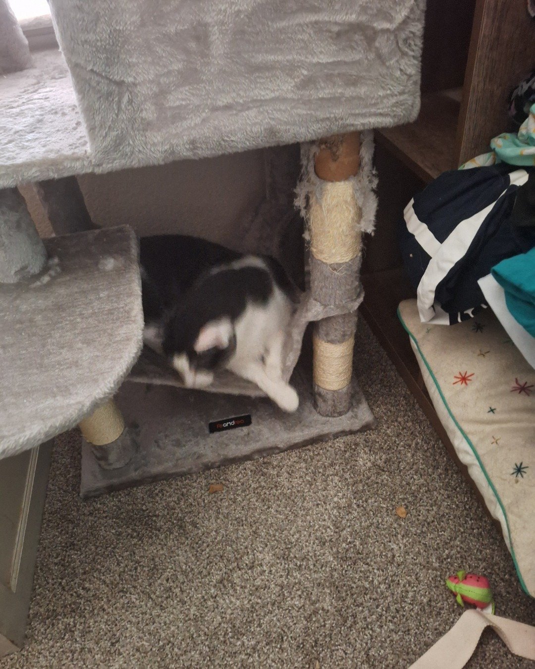 Cloudfur the American Shorthair. Cat, Kitten, Furniture, Architecture, Building, Outdoors