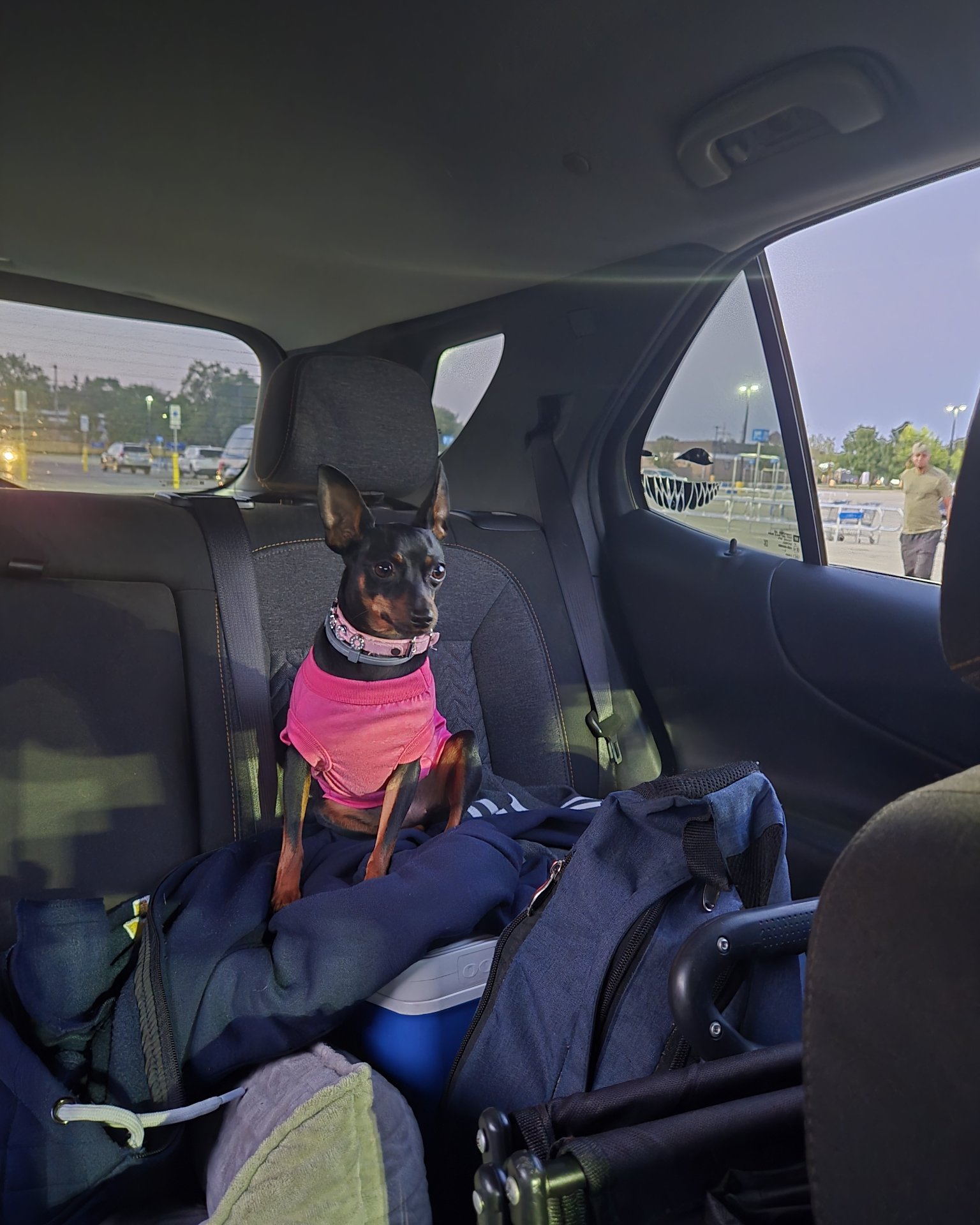 Coco Chanel the Min Pin/  Chiwawa. Person, Car, Transportation, Vehicle, Dog