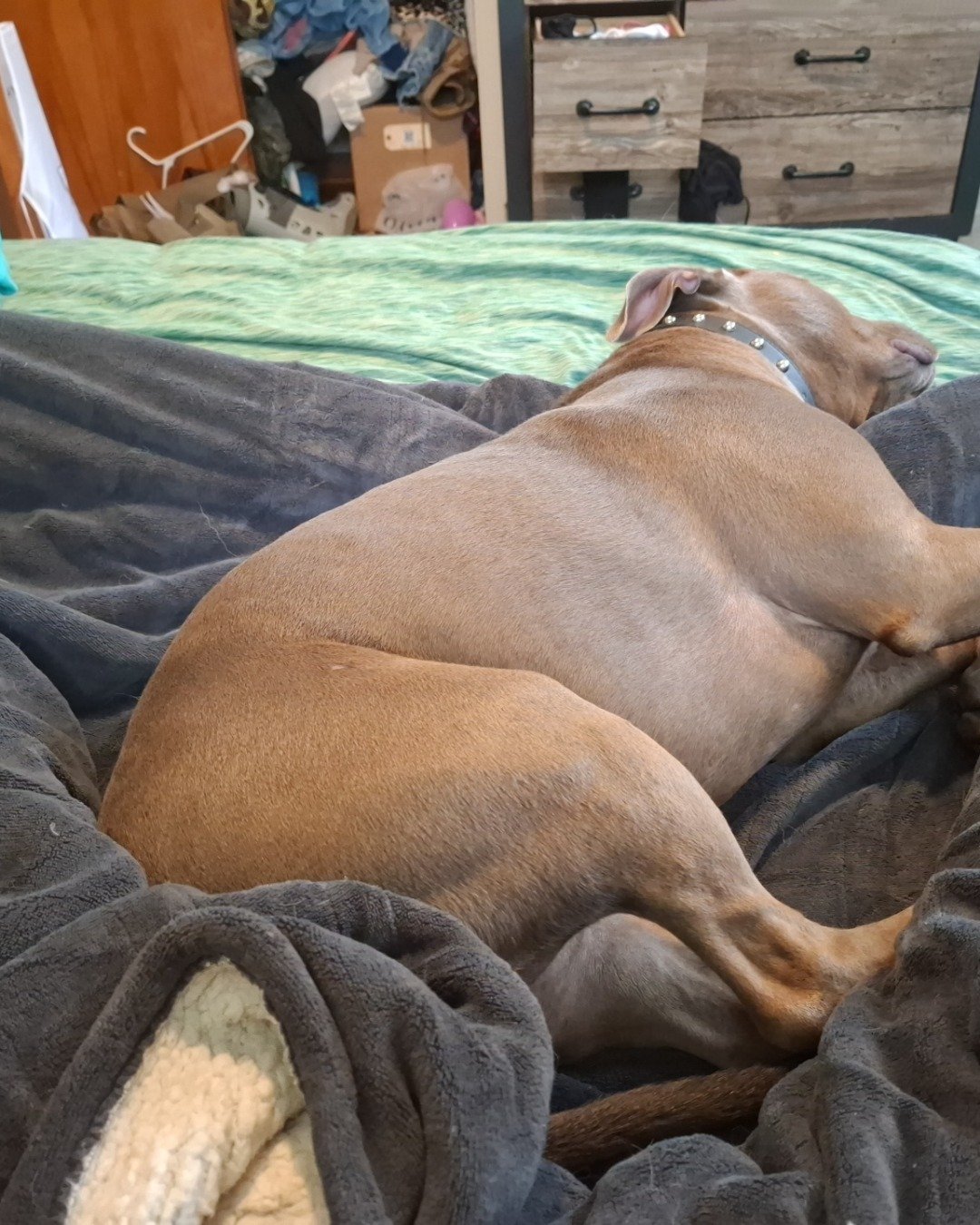 violet the pitbull. Blanket, Dog, Furniture, Bed