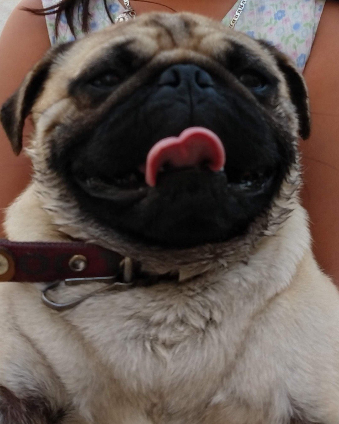 lucy the pug. Dog, Pug