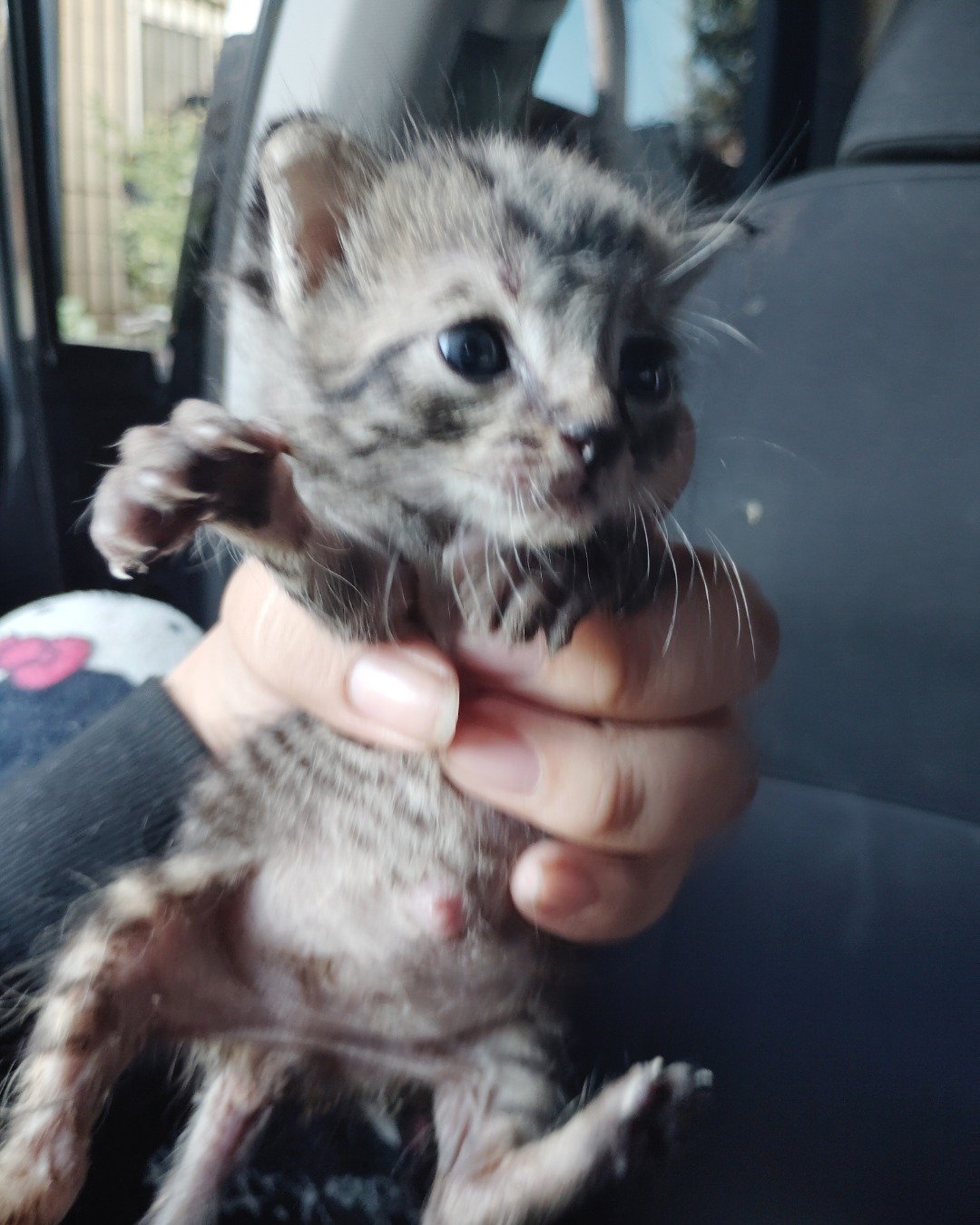 tiger the baby kitten. Cat, Kitten