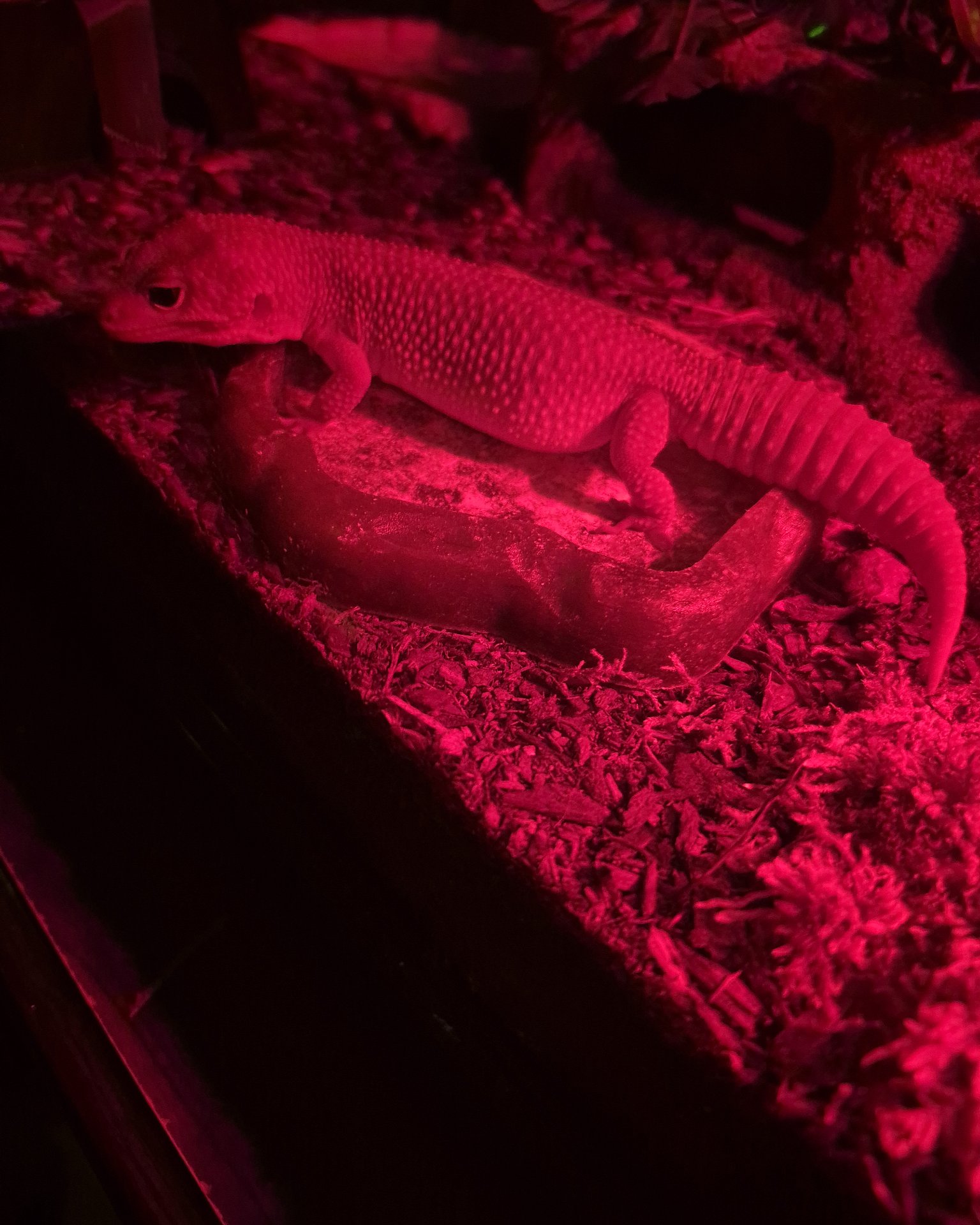 crystal the blizzard lepord gecko. Gecko, Lizard, Reptile, Electronics, Hardware
