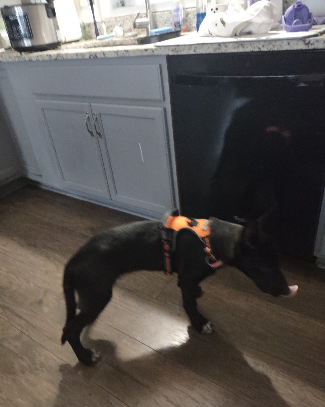Onyx the German Shepard Boarder Collie Mix. Dog, Accessories, Cabinet, Furniture, Strap, Indoors