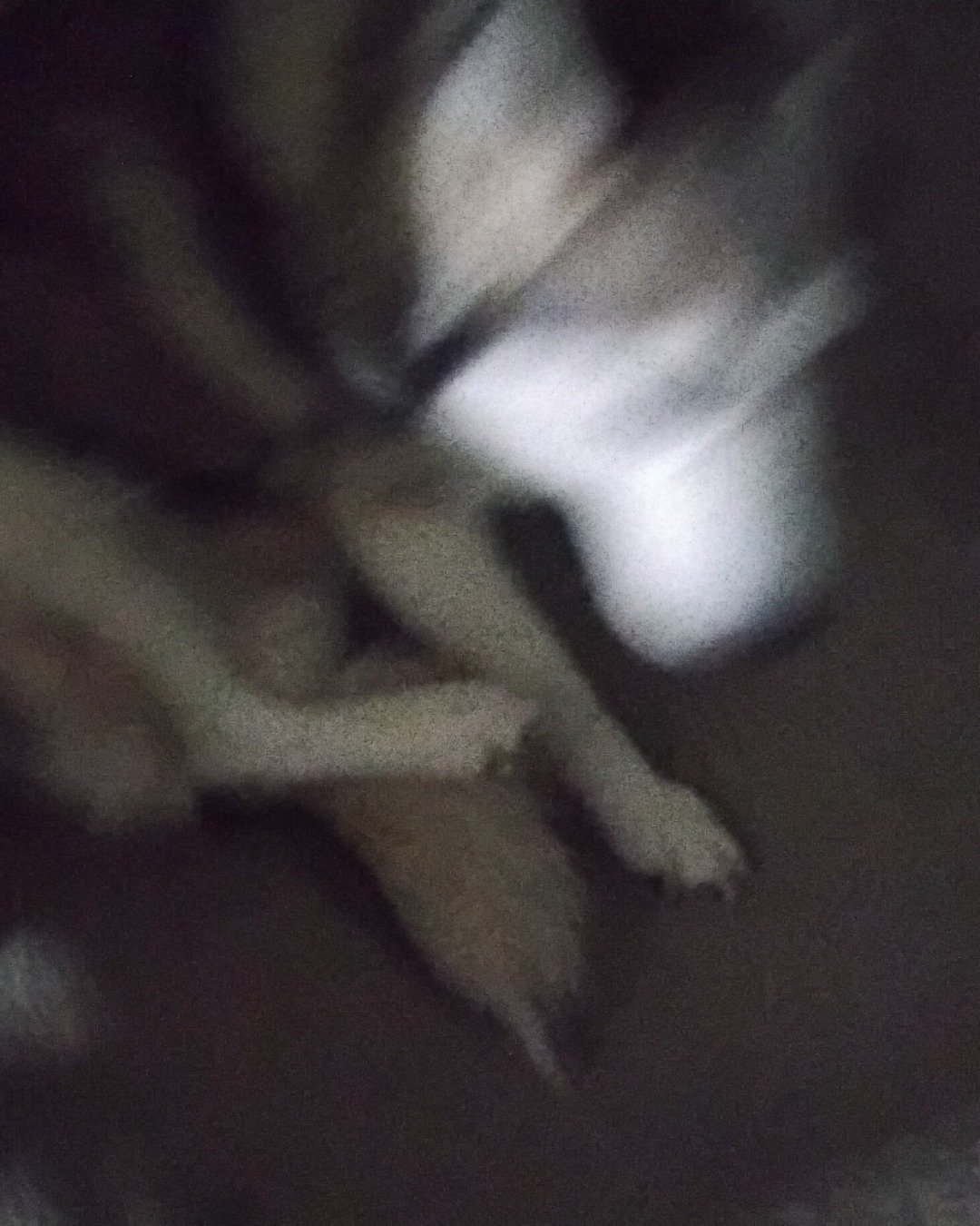 knox the husky. Dog, Puppy, Person