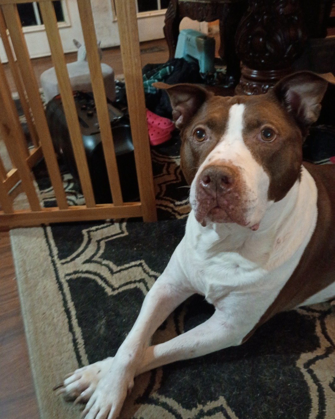 Titan the Pitbull. Dog, Wood, Boxer, Bulldog, Pitbull, Crib