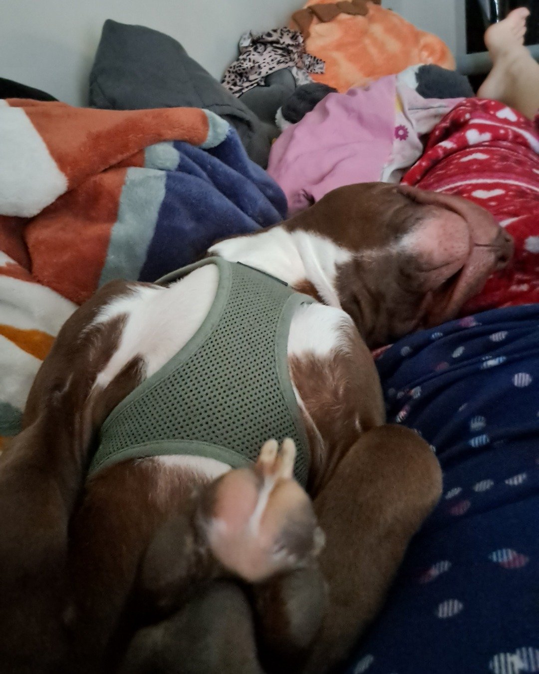 Louie the pitbull. Person, Sleeping, Dog, Puppy, Cushion, Home Decor