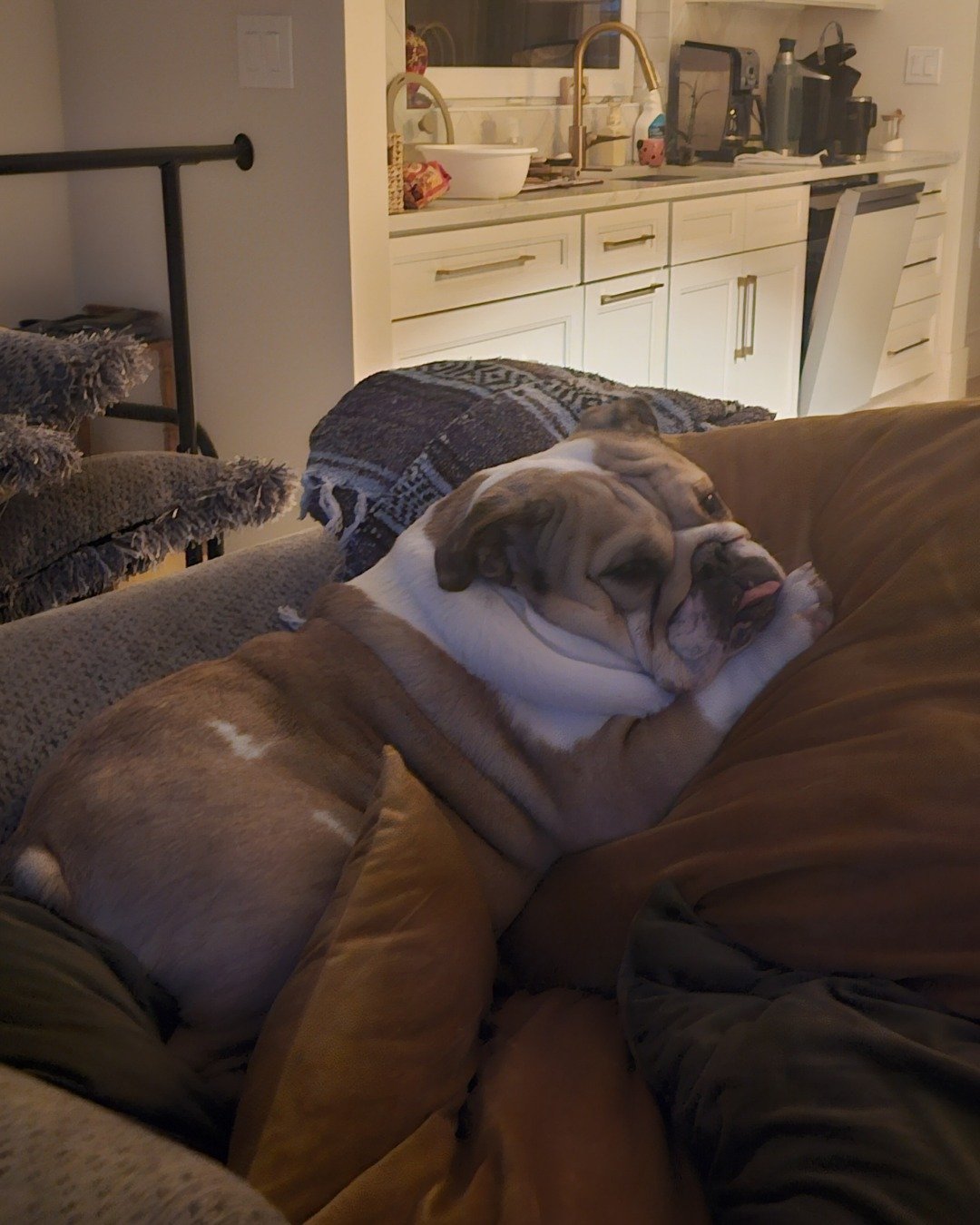 Ada Mae the English Bulldog. Couch, Furniture, Dog, Bulldog, Indoors, Puppy