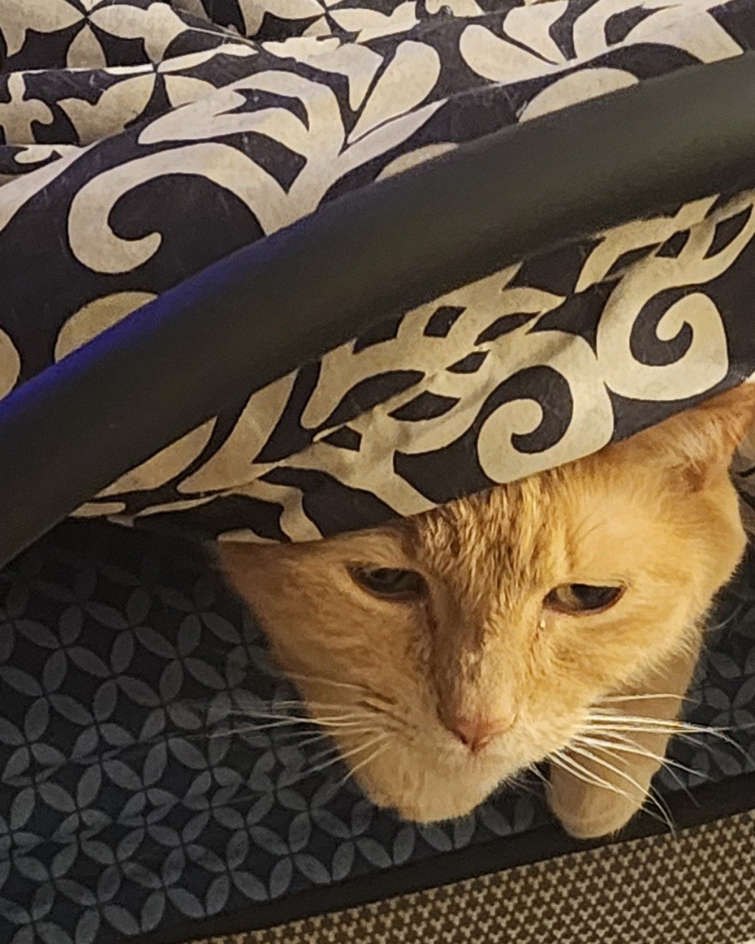 Harley the Orange Floof. Blanket, Cat
