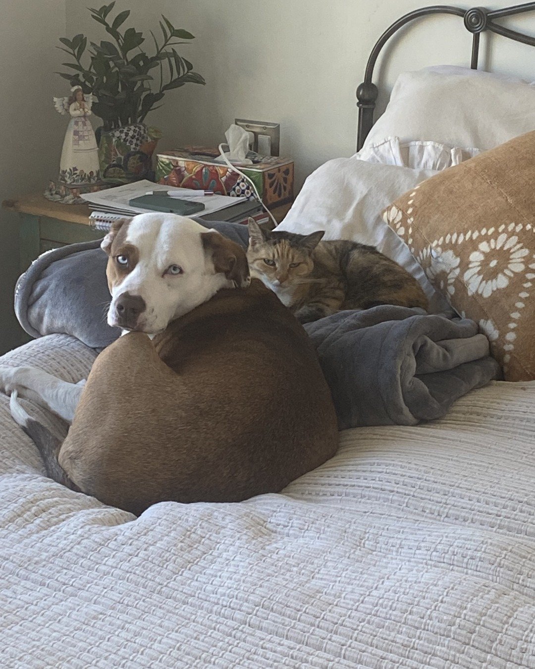 Daisy the Australian shepherd pit bull mix. Furniture, Blanket, Cat, Dog, Person, Plant