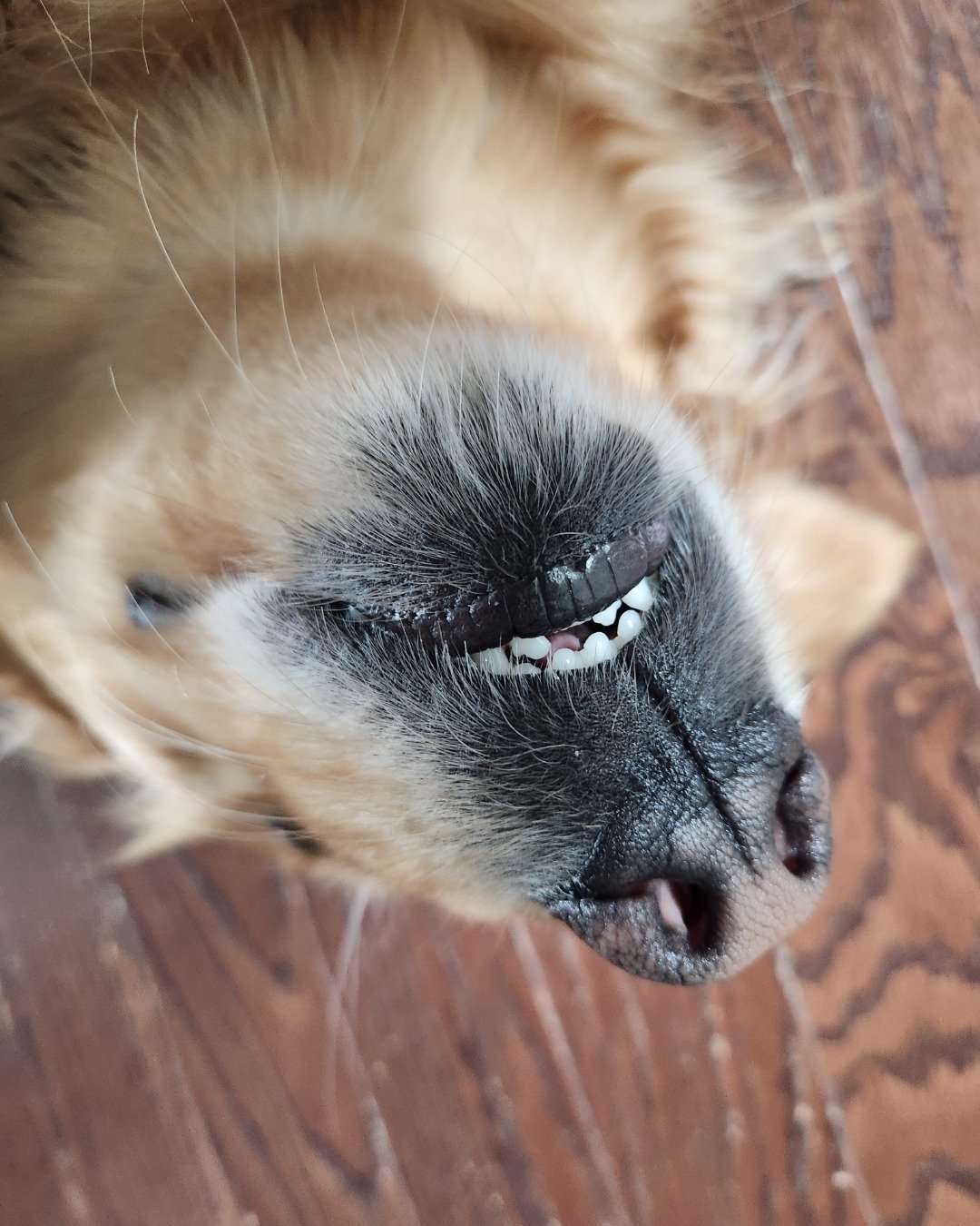 Jeffery — Snout, Dog, Puppy, Wood, Hardwood, Cat