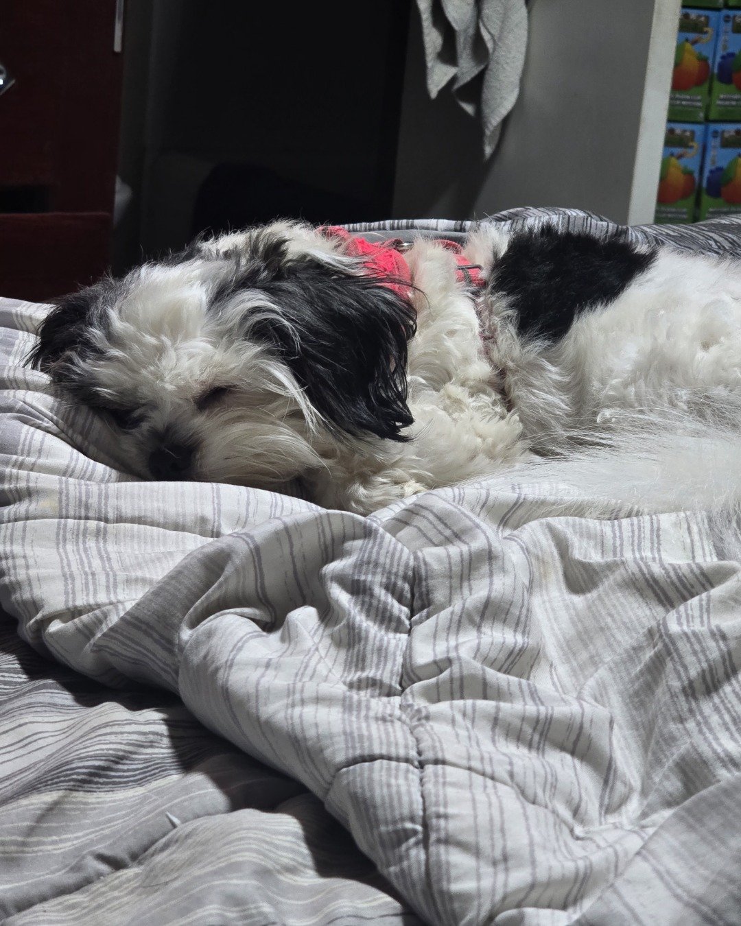 Kaia the Shih Tzu. Dog, Puppy, Blanket, Furniture