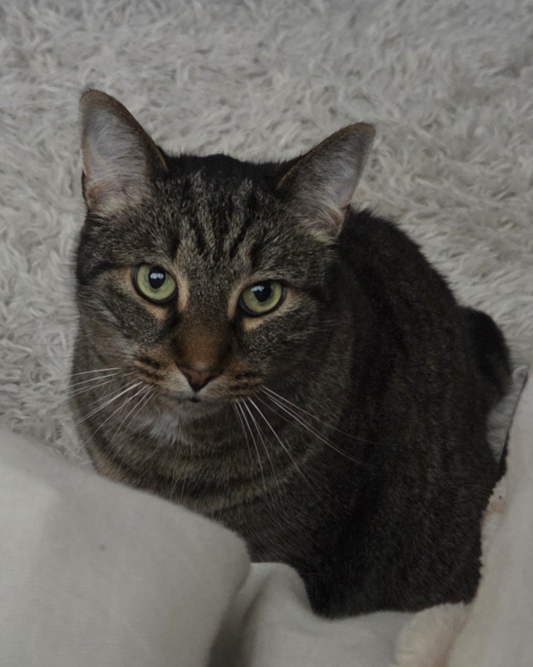 Yoshi the Tabby. Abyssinian, Cat