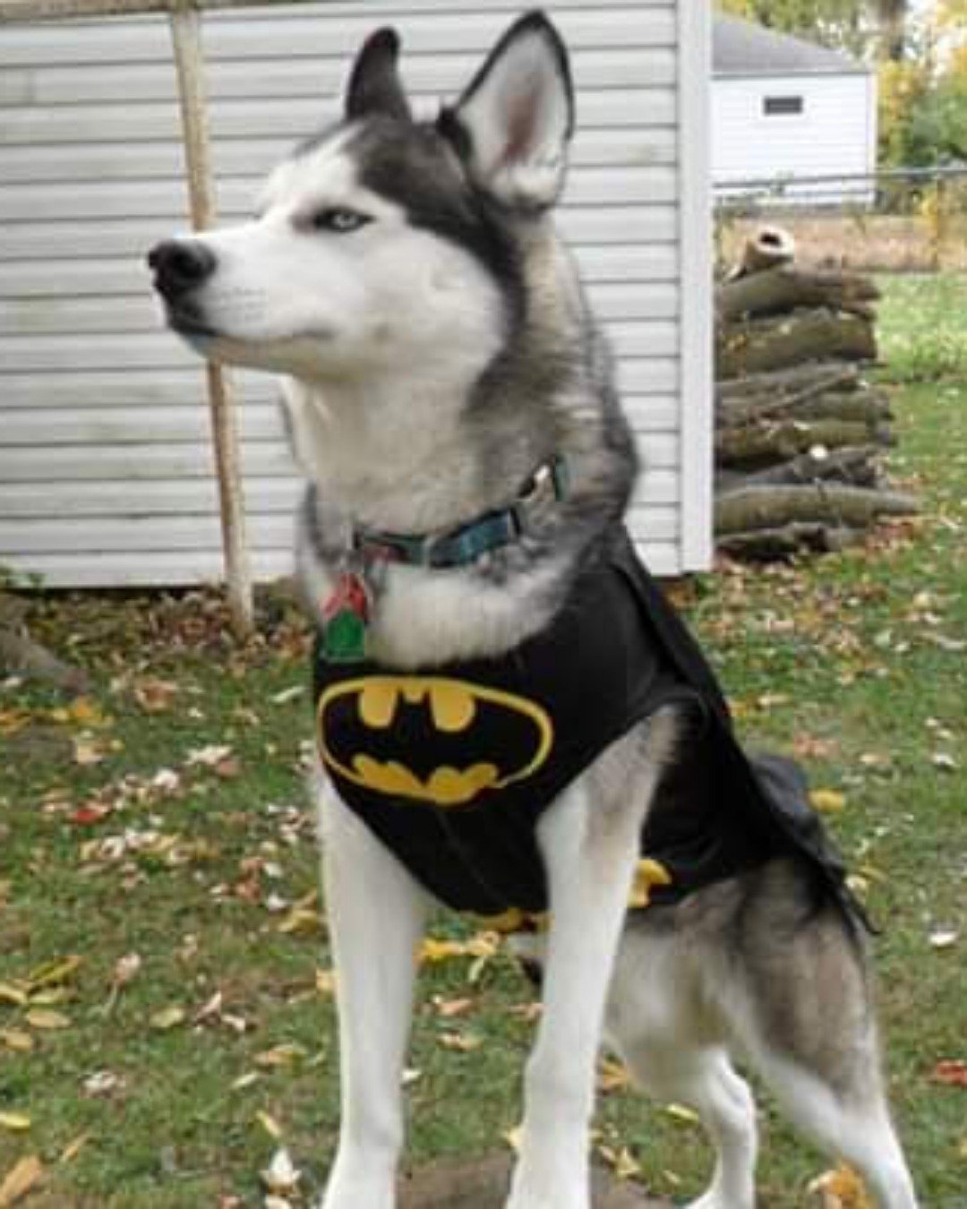 Hemi the Siberian Husky. Dog, Husky