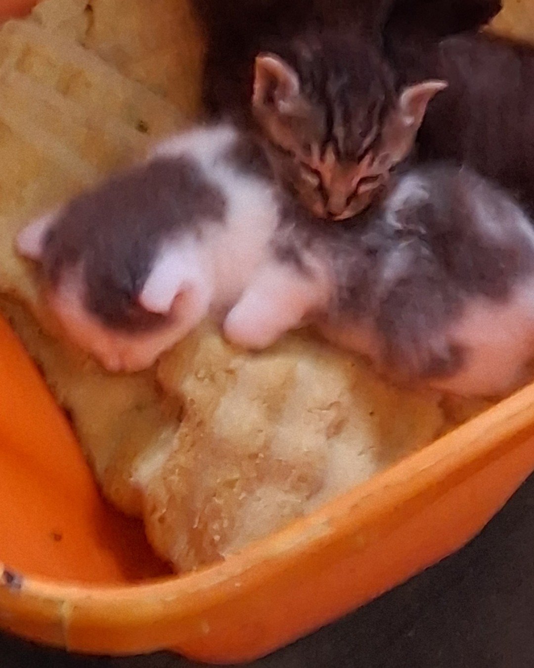 cloud. Cat, Kitten, Person