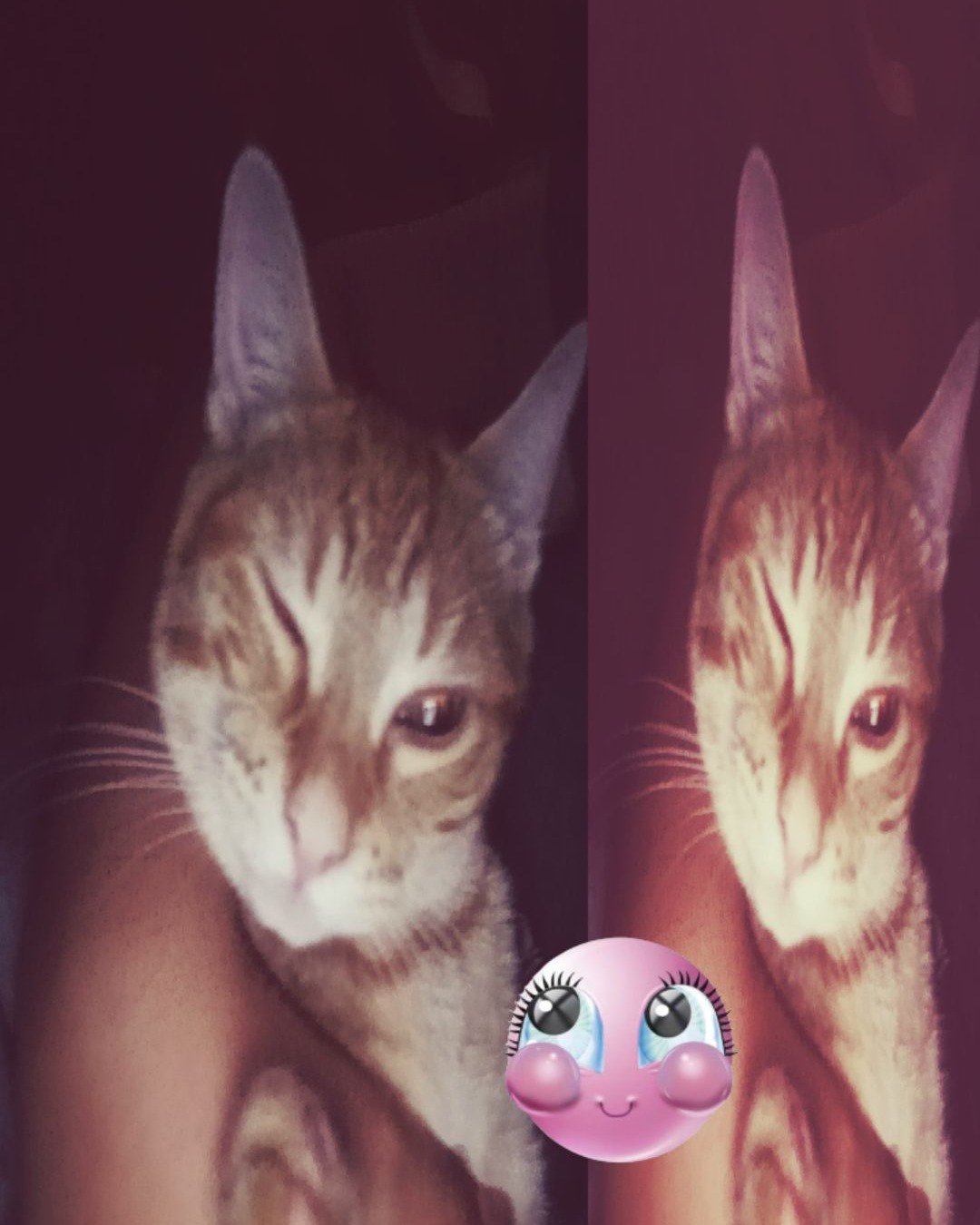 Snarfy the orange tabby. Abyssinian, Cat, Kitten