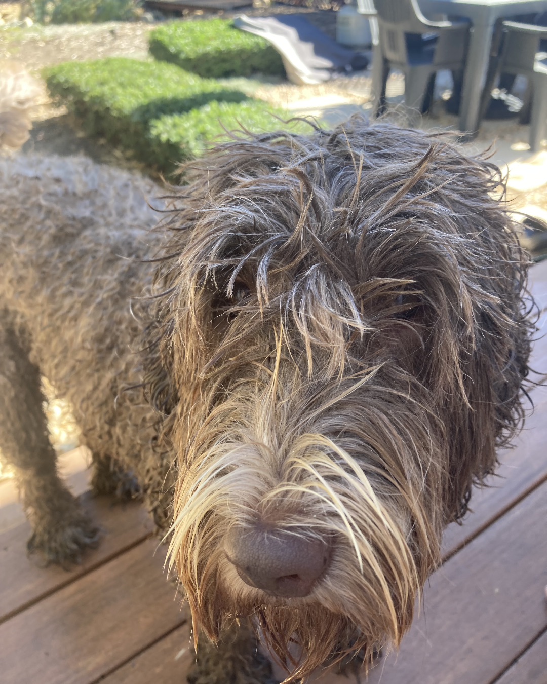 Poppy. Dog, Terrier