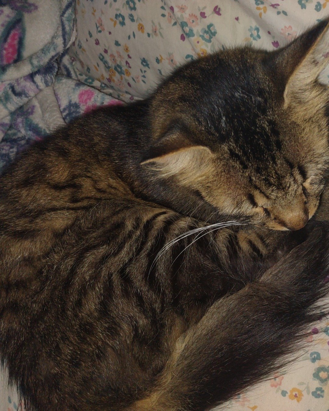 JJ. Cat, Couch, Furniture, Person, Sleeping, Abyssinian