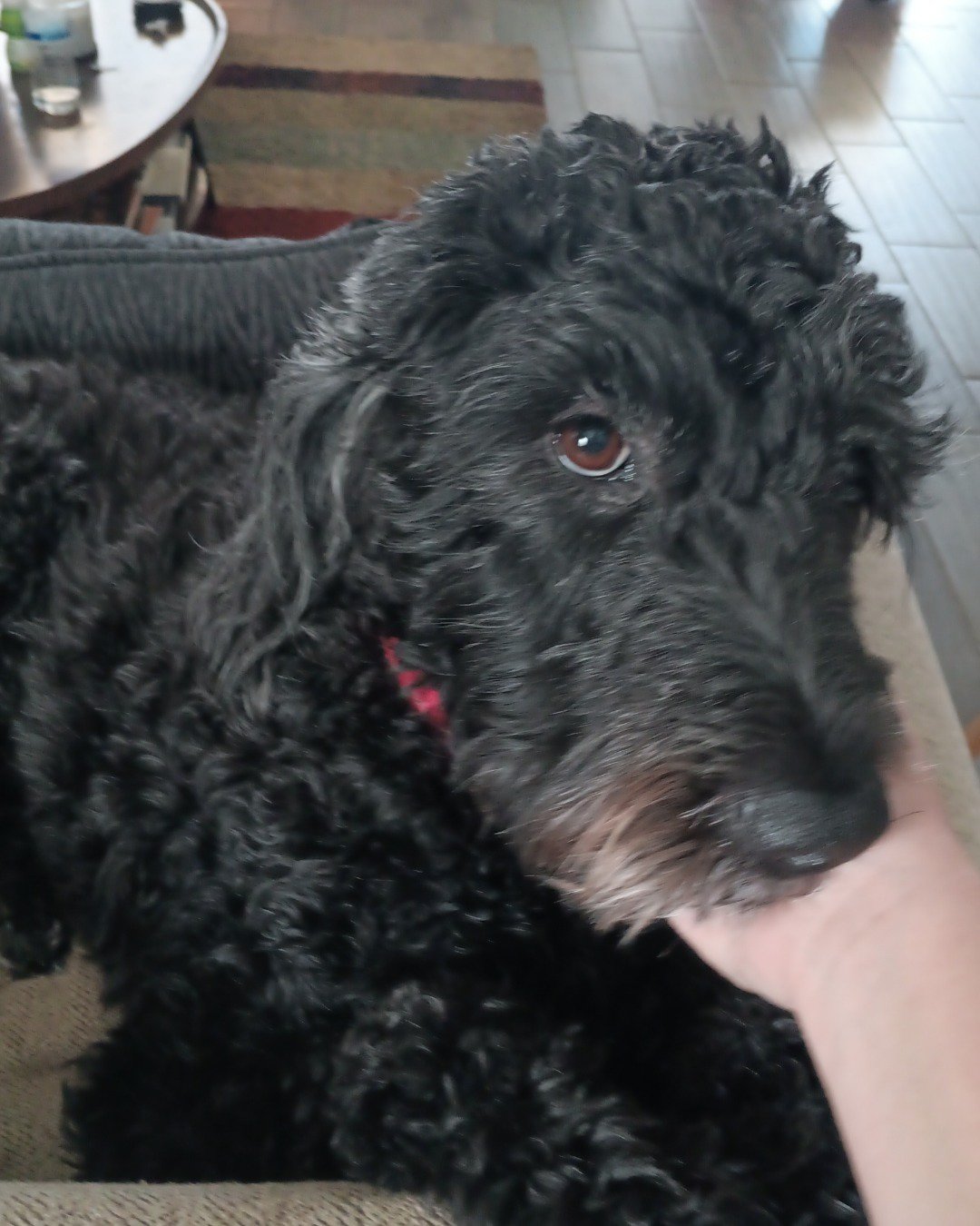 oreo the woodle. Dog, Puppy, Poodle, Couch, Furniture