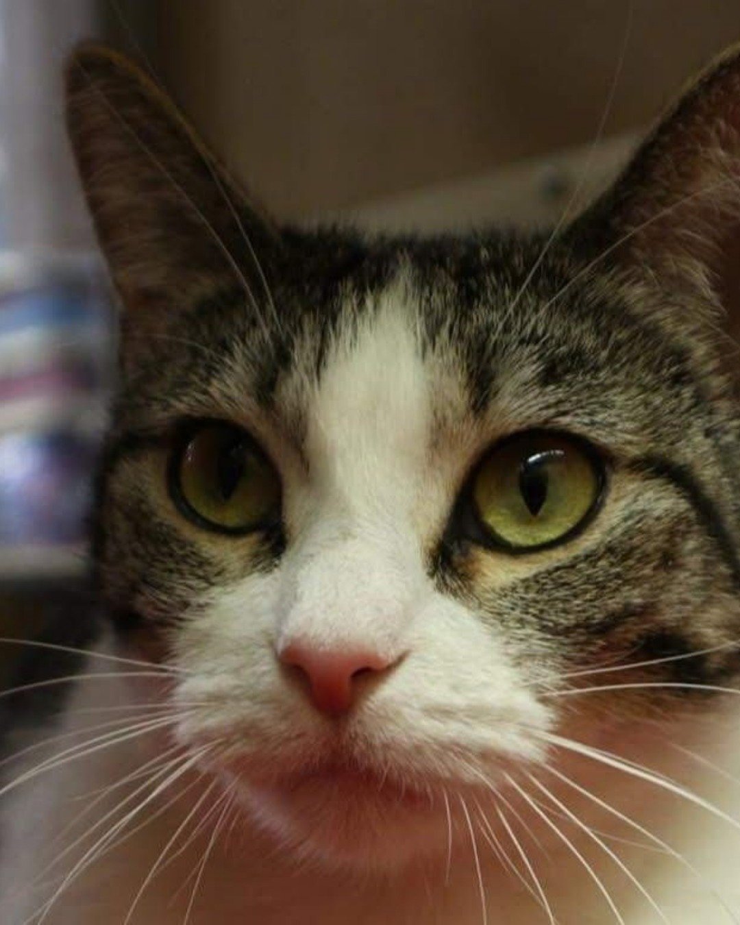 Miss Bit the brown tabby. Abyssinian, Cat