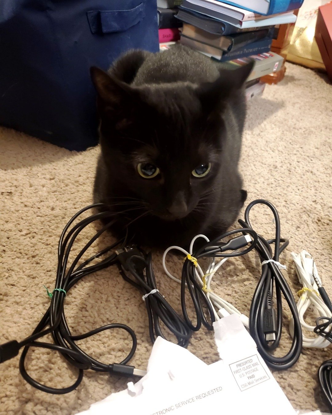 Binx. Adapter, Electronics, Cat