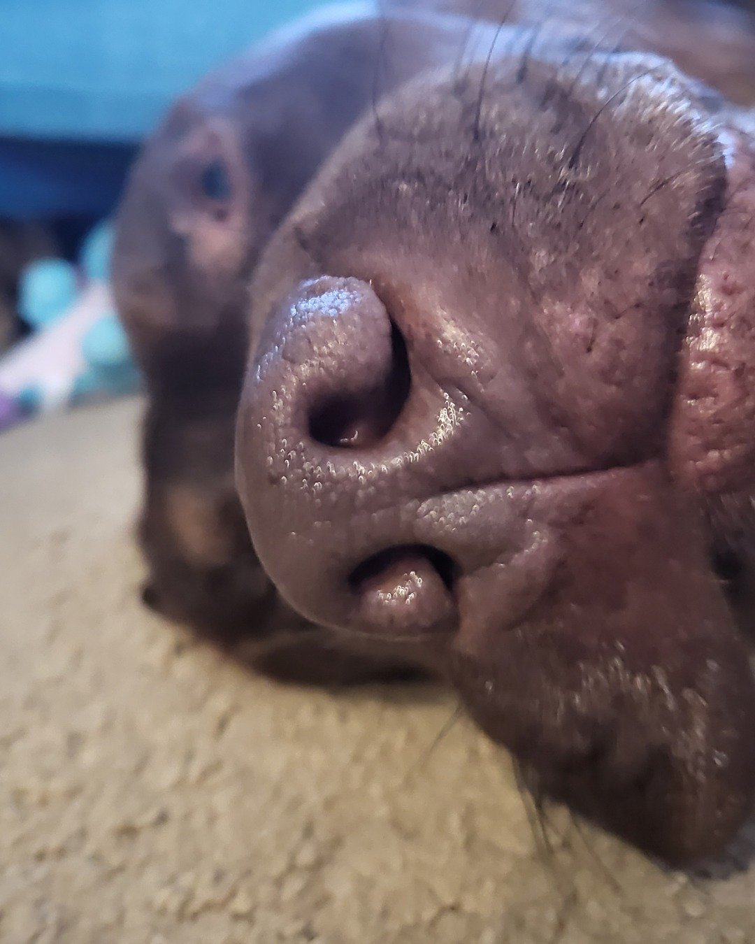 Roscoe the chocolate lab. Snout, Pig