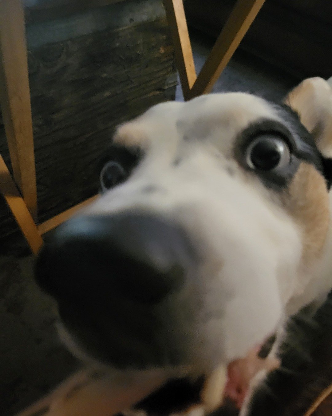 Billy the 1/4 Chihuahua 3/4 Queensland healer. Dog, Puppy, Hound