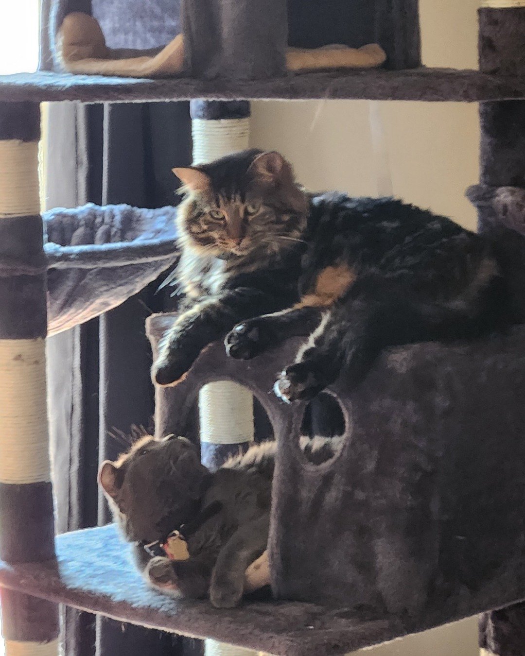 Albert the LHD. Cat, Kitten, Bear, Furniture, Manx, Person