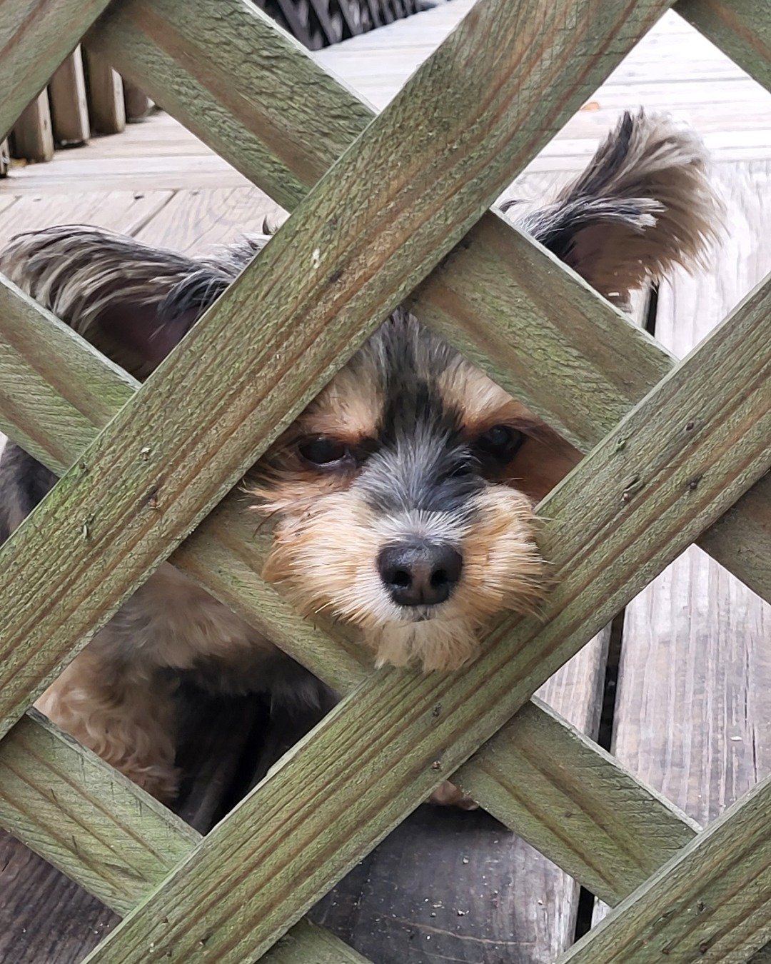 Teacup the Morkie. Wood, Dog, Puppy, Terrier, Fence