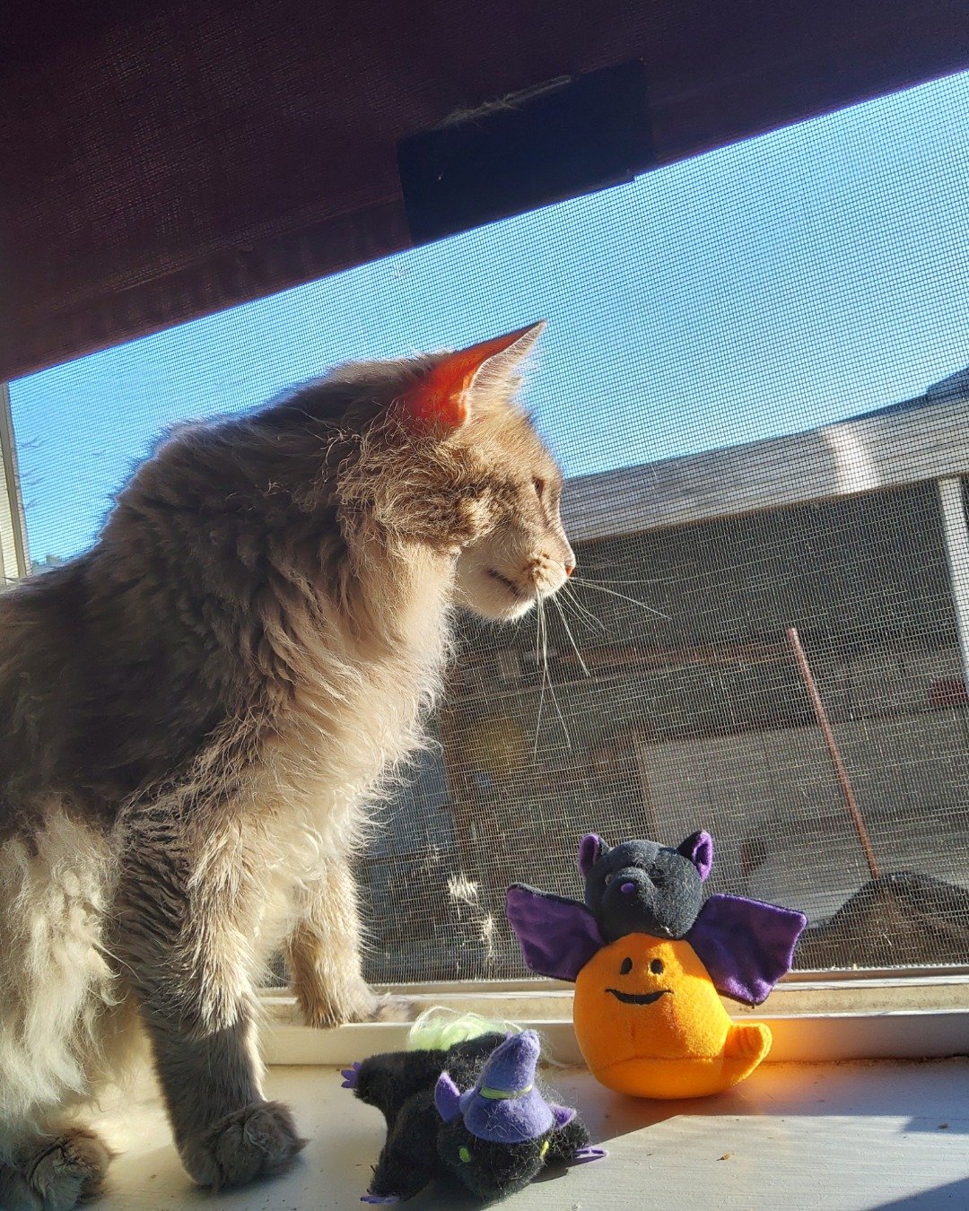 Logan the Long Haired Tabby. Citrus Fruit, Food, Fruit, Orange, Plant, Produce