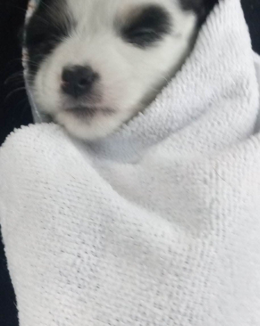 Sandra D. (Sandie) the Chihuahua Papillion. Blanket, Dog, Puppy, Cat
