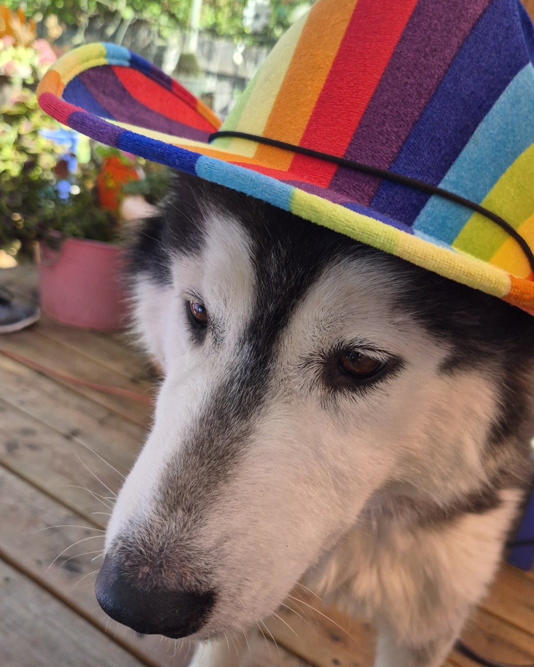 Tasha the Husky/wolf. Dog, Husky, Clothing, Hat, Plant, Potted Plant