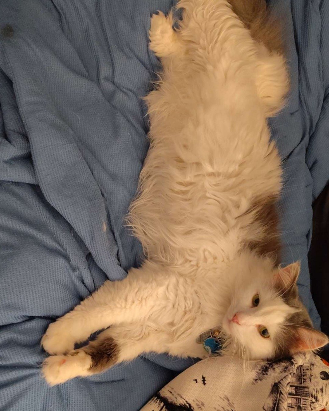 Twinkie the Maine Coon/Ragdoll. Cat, Kitten, Blanket, Angora, Couch, Furniture