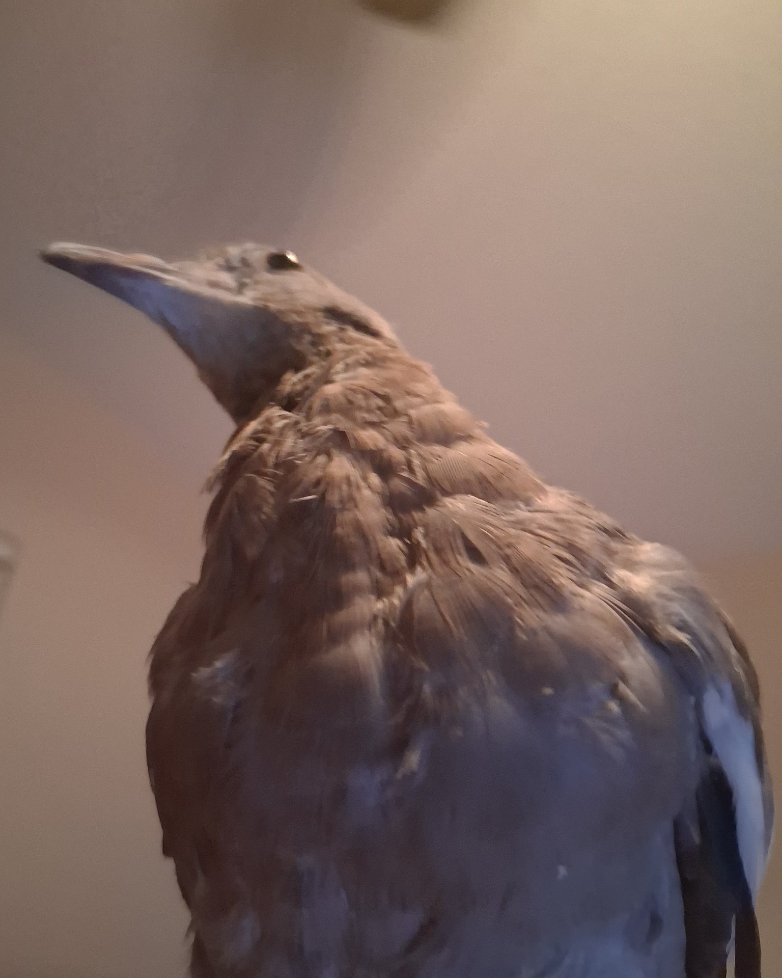 Derek the white tipped dove. Bird, Booby, Blackbird, Jay, Beak