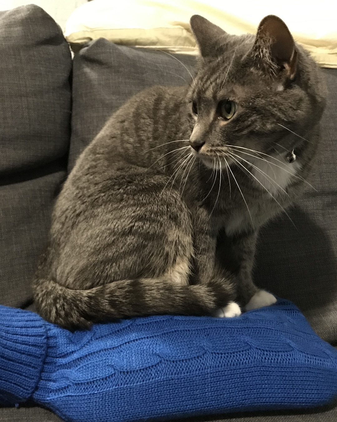 Betty the American Tabby — Couch, Furniture, Cushion, Home Decor, Cat